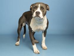 Shelter Stray Female Dog last seen A26-106729, 5501 E Van Buren St, Phoenix, AZ 85008, USA