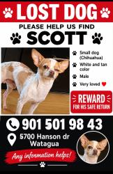 Lost Male Dog last seen Hanson Dr, lalagray Ln, Watauga, TX 76148