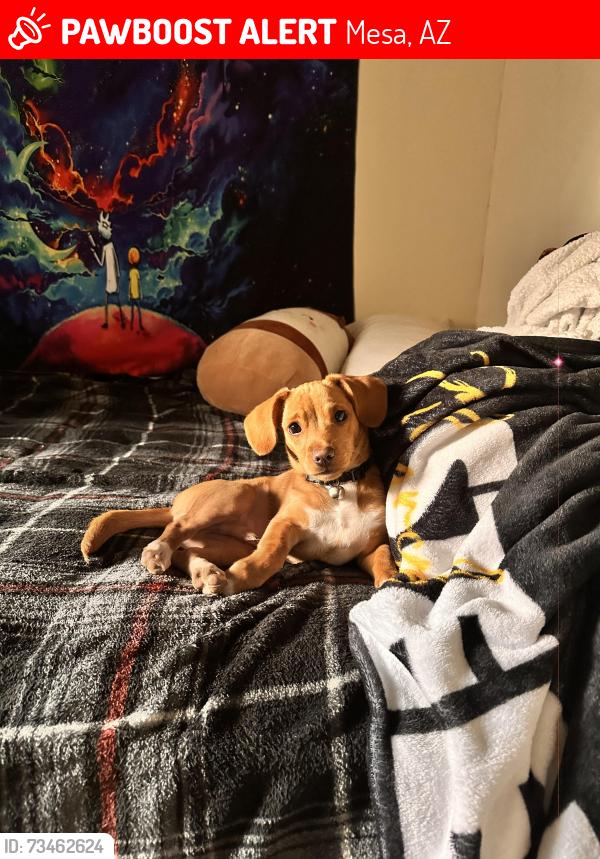 Lost Male Dog last seen Last seen near ranger tattoo shop in Mesa AZ off Dobson and University, Mesa, AZ 85201