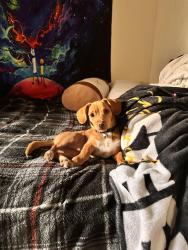 Lost Male Dog last seen Last seen near ranger tattoo shop in Mesa AZ off Dobson and University, Mesa, AZ 85201