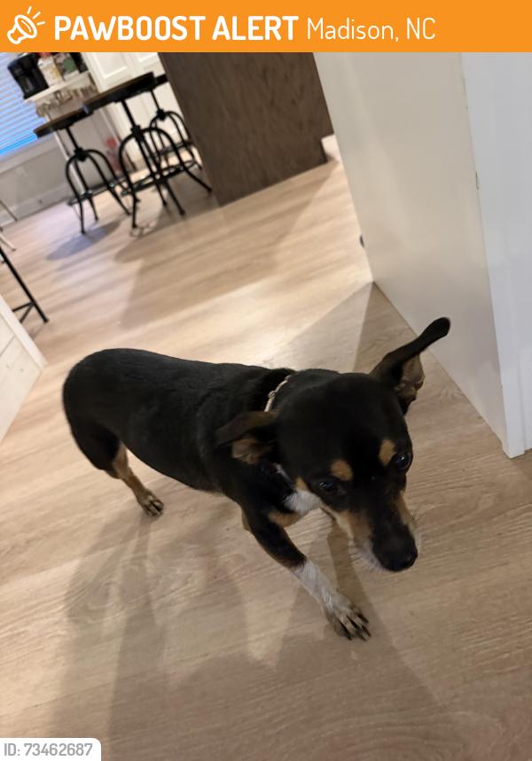 Found/Stray Male Dog last seen Tilly rd / Ellisboro Rd area, Madison, NC 27025