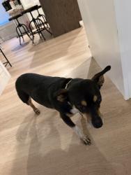 Found/Stray Male Dog last seen Tilly rd / Ellisboro Rd area, Madison, NC 27025
