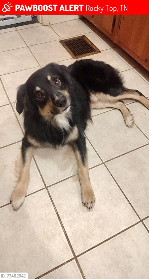 Lost Male Dog last seen Norris freeway, N main st, Rocky Top, TN 37769