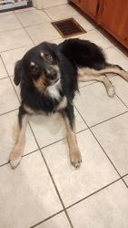 Lost Male Dog last seen Norris freeway, N main st, Rocky Top, TN 37769