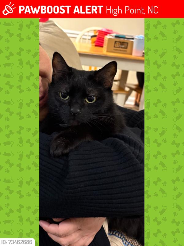 Lost Male Cat last seen Timbergate Lane High Point, High Point, NC 27265