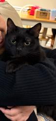Lost Male Cat last seen Timbergate Lane High Point, High Point, NC 27265