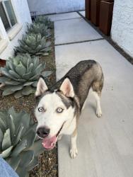 Found/Stray Unknown Dog last seen 7th st and Thunderbird rd, Phoenix, AZ 85023