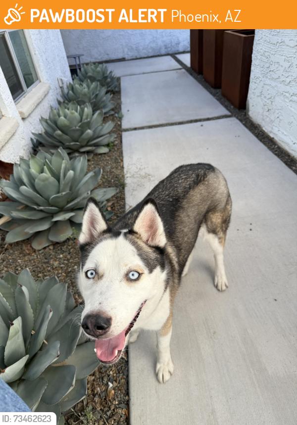Found/Stray Unknown Dog last seen 7th st and Thunderbird rd, Phoenix, AZ 85023