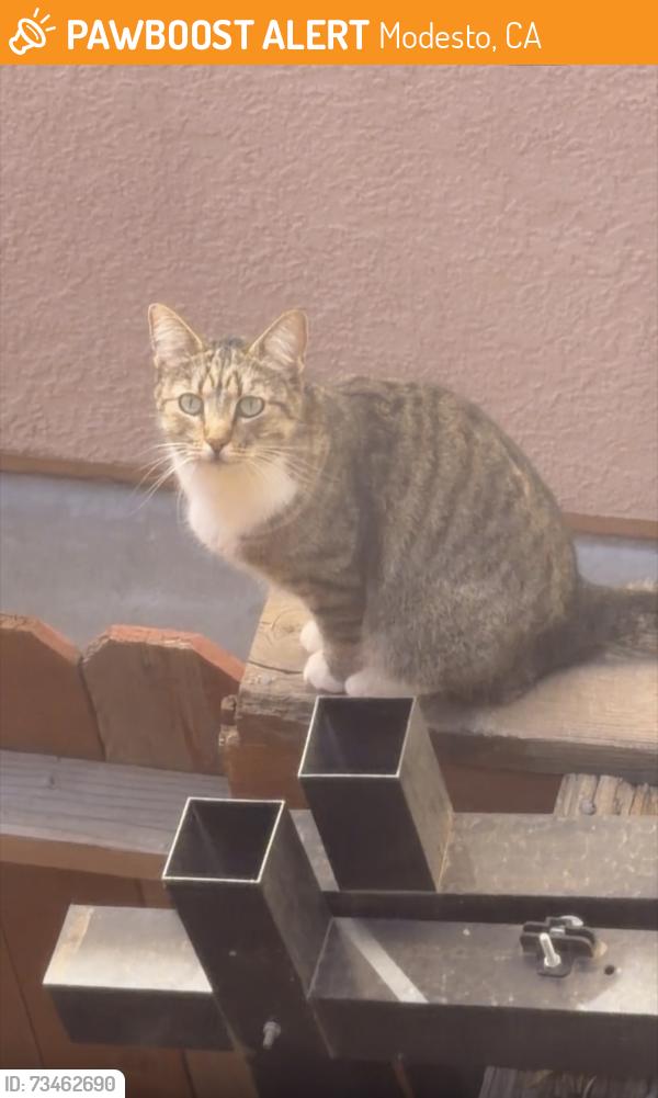 Found/Stray Unknown Cat last seen Snyder, Modesto, CA 95356
