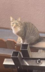 Found/Stray Unknown Cat last seen Snyder, Modesto, CA 95356