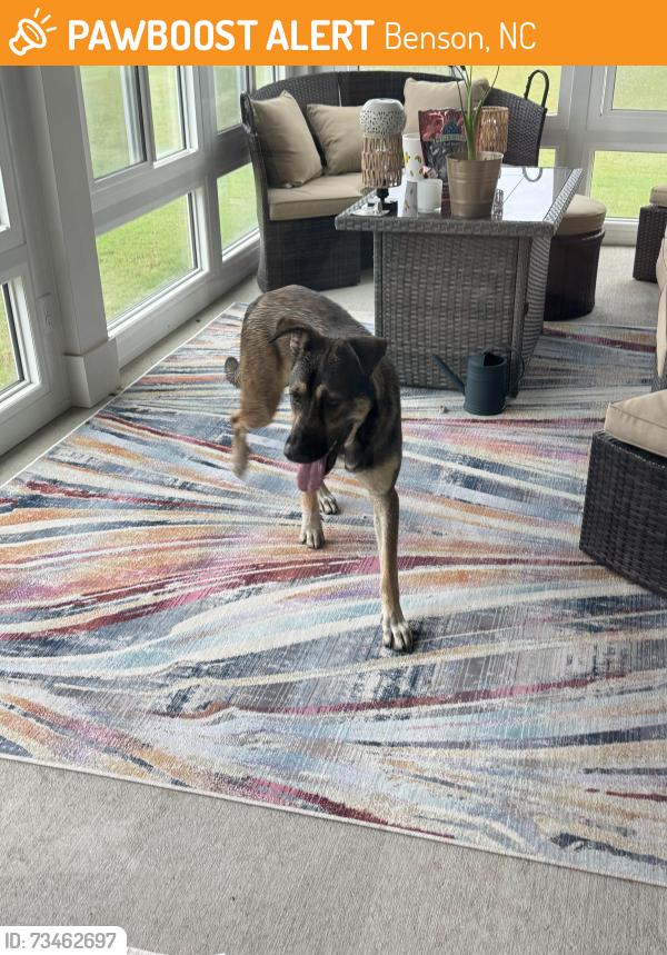 Found/Stray Male Dog last seen Main Street, Benson Village, Brocklyn, Benson, NC 27504