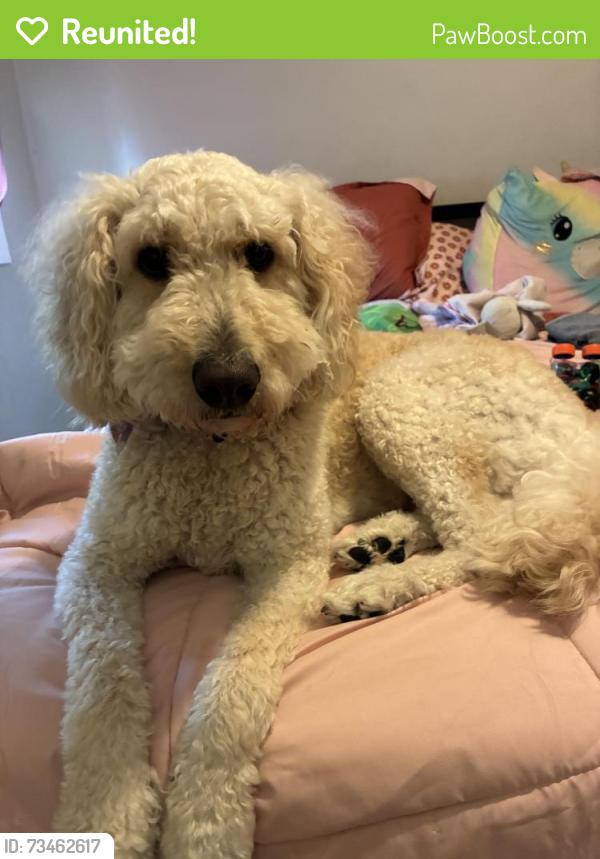 Reunited Female Dog last seen Near Lower 67th St E, Inver Grove Heights, MN 55076, USA, Inver Grove Heights, MN 55076