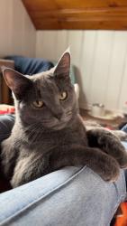 Lost Male Cat last seen Butterfly Trail, Akron, OH 44319