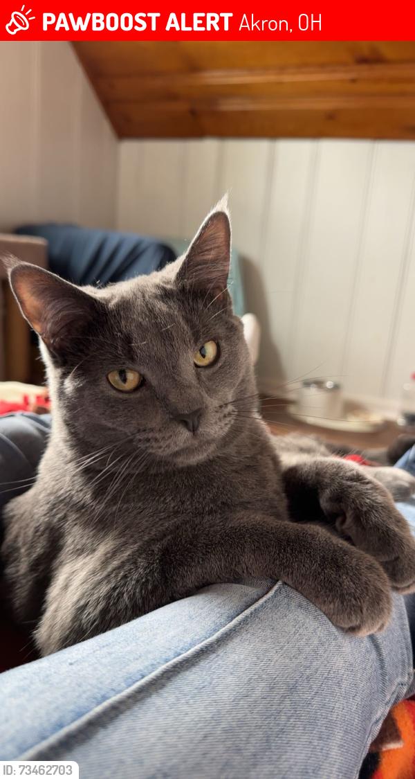 Lost Male Cat last seen Butterfly Trail, Akron, OH 44319