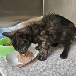Shelter Stray Unknown Cat last seen VEG, Oakland,, 1101 29th Ave, Oakland, CA 94601, USA