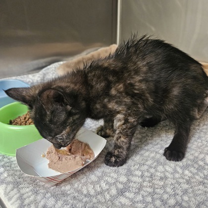 Shelter Stray Unknown Cat last seen VEG, Oakland,, 1101 29th Ave, Oakland, CA 94601, USA