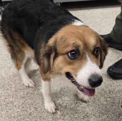 Shelter Stray Female Dog last seen E Hudson Bld, Gastonia, NC, 1491 Business Park Ct, Gastonia, NC 28052, USA