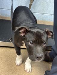 Shelter Stray Male Dog last seen Near North Druid Hills Road, Decatur, GA, 30033, 30033, GA, 3280 Chamblee Dunwoody Rd, Chamblee, GA 30341, USA