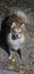 Reunited Male Dog last seen M street neighborhood., Louisville, KY 40208