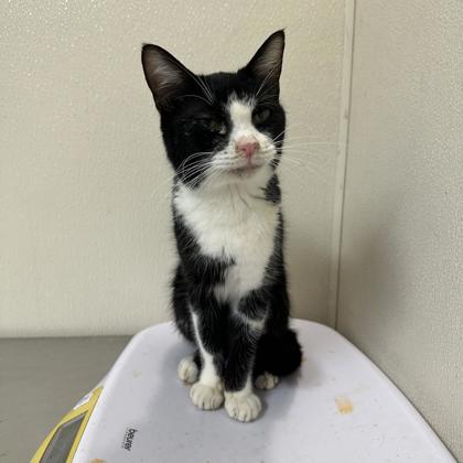 Shelter Stray Female Cat last seen Graham Rd/ Alexandria, City of College Station, TX, 5359 Leonard Rd, Bryan, TX 77807, USA