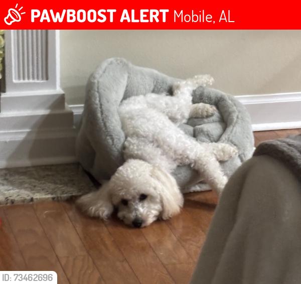 Lost Female Dog last seen Leroy Steven Rd. near Orourke Elementary, Mobile, AL 36695