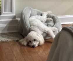 Lost Female Dog last seen Leroy Steven Rd. near Orourke Elementary, Mobile, AL 36695