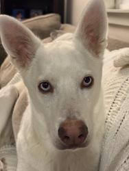 Lost Female Dog last seen 24th/75th Ave NW, Seattle, WA 98117