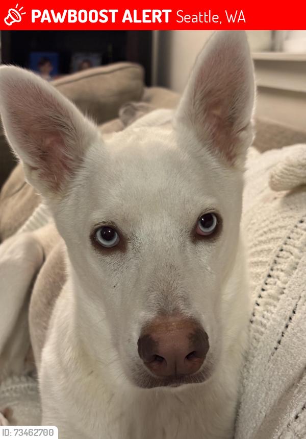 Lost Female Dog last seen 24th/75th Ave NW, Seattle, WA 98117