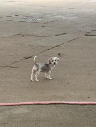 Found/Stray Female Dog last seen Near entrance building 7, Houston, TX 77084