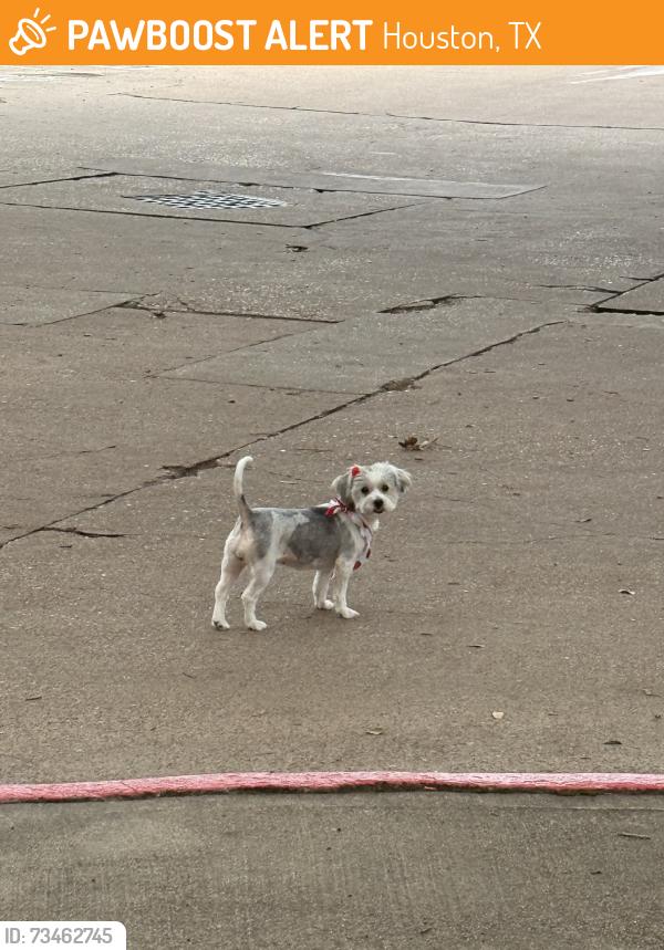 Found/Stray Female Dog last seen Near entrance building 7, Houston, TX 77084
