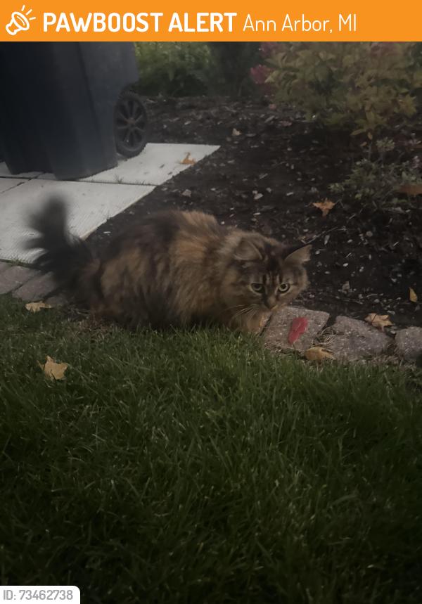 Found/Stray Unknown Cat last seen Pauline Rs, Ann Arbor, MI 48103