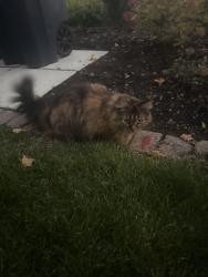 Found/Stray Unknown Cat last seen Pauline Rs, Ann Arbor, MI 48103
