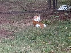 Found/Stray Unknown Cat last seen Cedar Grove Lane near Como Drive, Franklin Township, NJ 08873