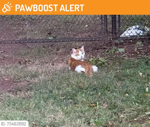Found/Stray Unknown Cat last seen Cedar Grove Lane near Como Drive, Franklin Township, NJ 08873