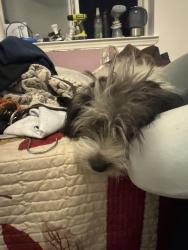 Reunited Female Dog last seen 57th St and Van Horn St, Elmhurst, NY, Queens, NY 11373