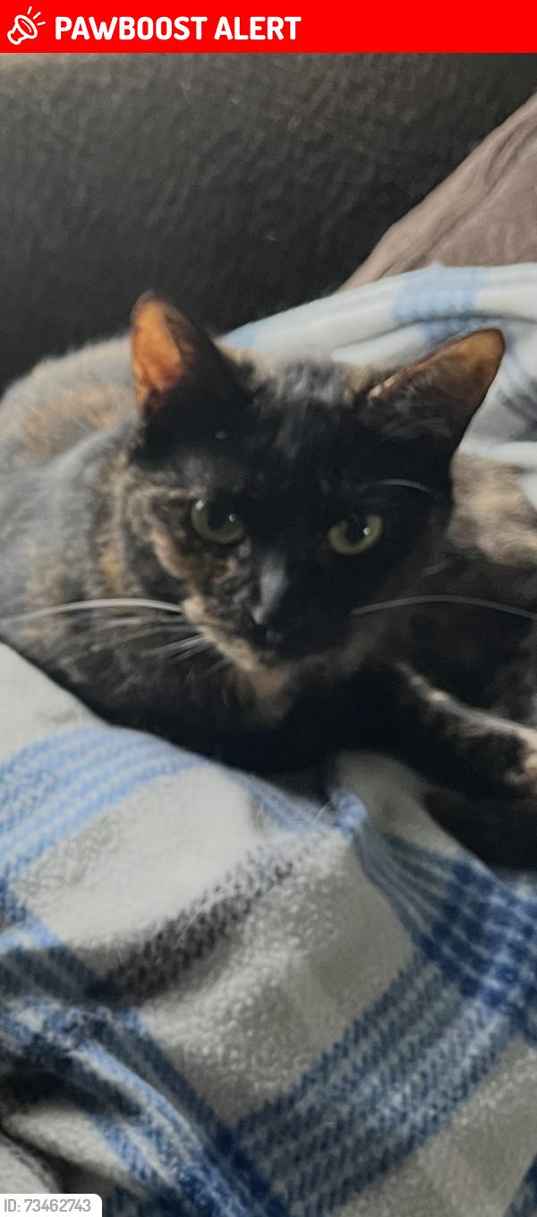 Lost Female Cat last seen Near Sanders Rd Oxford Mi, Oxford Township, MI 48371