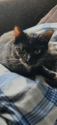 Lost Female Cat last seen Near Sanders Rd Oxford Mi, Oxford Township, MI 48371