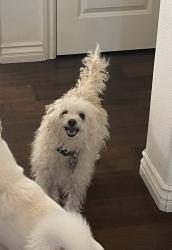 Lost Female Dog last seen By lifeguard tower 24 by the dog beach, Huntington Beach, CA 92648