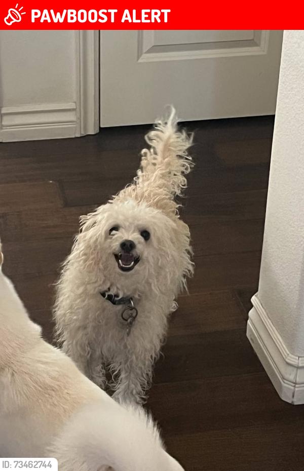 Lost Female Dog last seen By lifeguard tower 24 by the dog beach, Huntington Beach, CA 92648