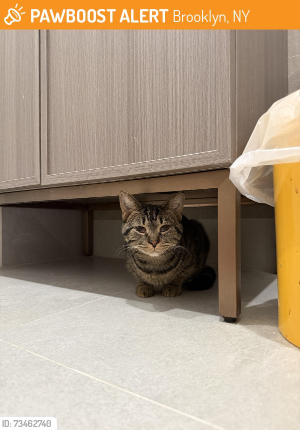 Found/Stray Female Cat last seen Nevins and State, Brooklyn, NY 11217