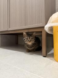 Found/Stray Female Cat last seen Nevins and State, Brooklyn, NY 11217
