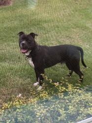Reunited Male Dog last seen Luxe of Buda apmts, Buda, TX 78610