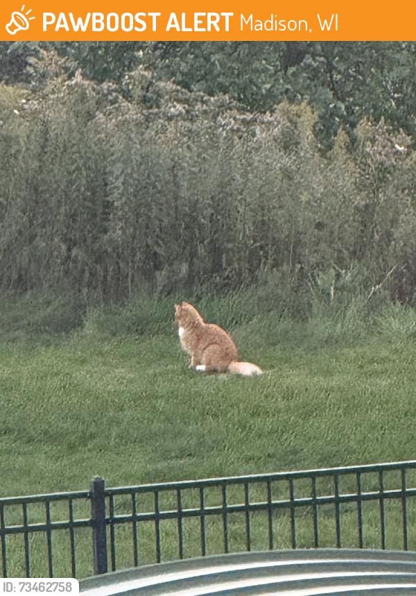 Found/Stray Unknown Cat last seen Juntion street, by bergamont massage, Madison, WI 53717
