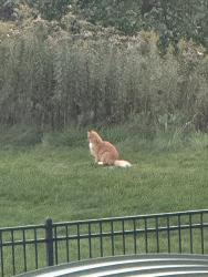 Found/Stray Unknown Cat last seen Juntion street, by bergamont massage, Madison, WI 53717
