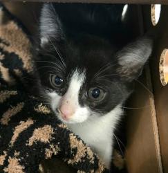 Shelter Stray Female Cat last seen Near Ed Bluestein Boulevard, AUSTIN, TX, 78723, 7201 Levander Loop bldg a, Austin, TX 78702, USA