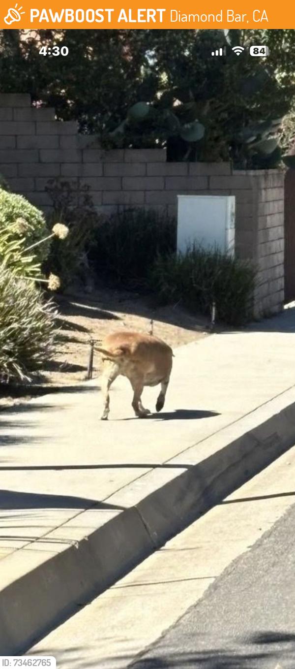 Found/Stray Unknown Dog last seen Falcon Ridge Road and Banbrook, heading toward Hawkwood, Diamond Bar, CA 91765