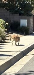 Found/Stray Unknown Dog last seen Falcon Ridge Road and Banbrook, heading toward Hawkwood, Diamond Bar, CA 91765