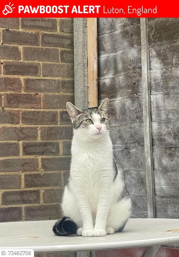 Lost Female Cat last seen Hill Rise, Luton, England 