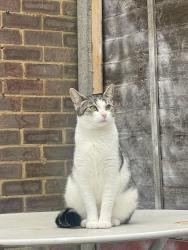 Lost Female Cat last seen Hill Rise, Luton, England 