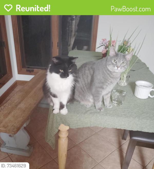 Reunited Male Cat last seen Gleneagles ct and green valley rd, Fayetteville, NC 28311